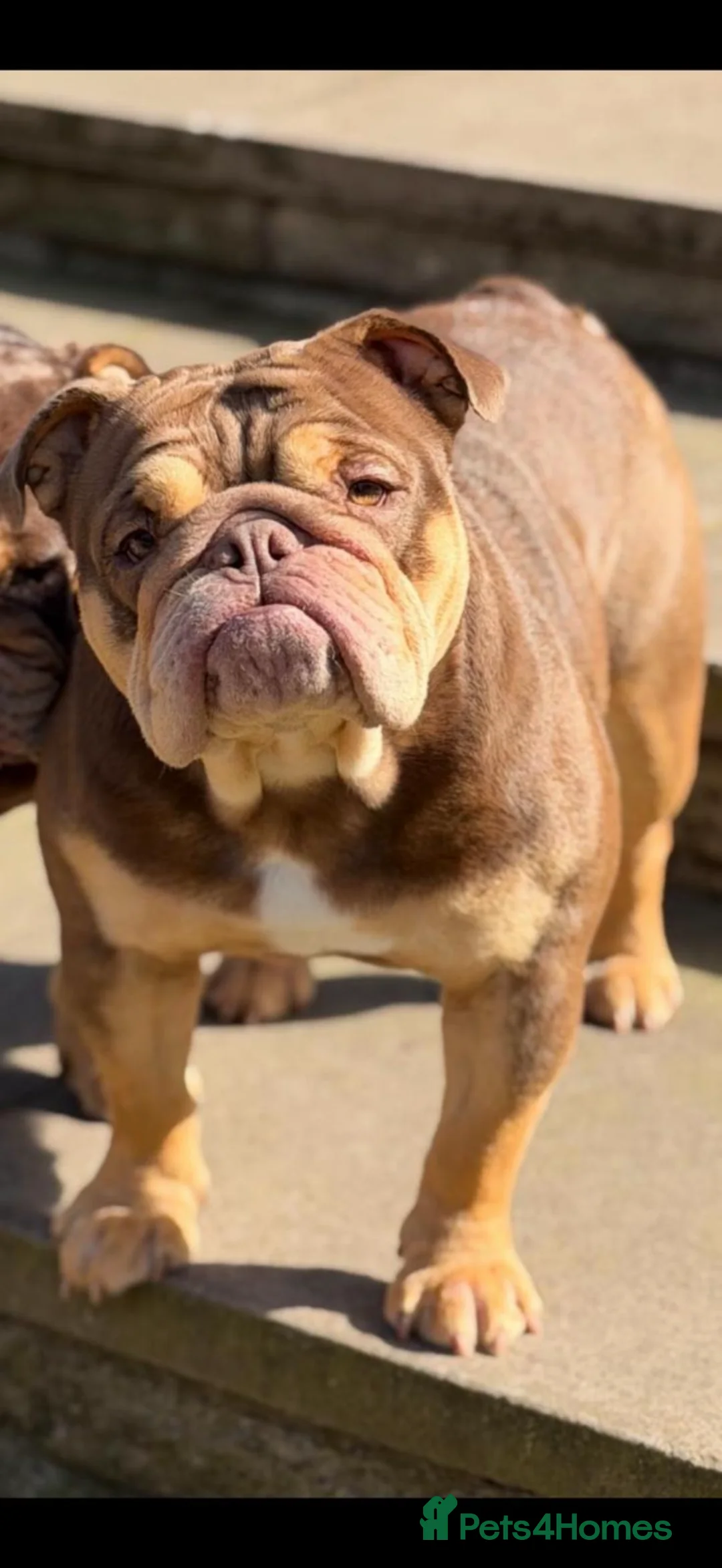 English Bulldog dogs for sale: English Bulldog Boy  - Advert 2