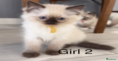 Ragdoll cats - Advert 3