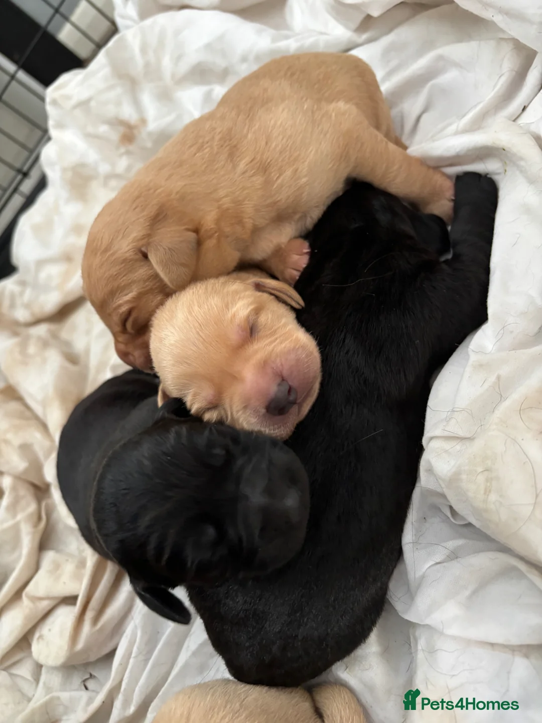 Labrador Retriever dogs for sale: Stunning Black & Yellow Labrador Puppies in Wingate - Advert 3