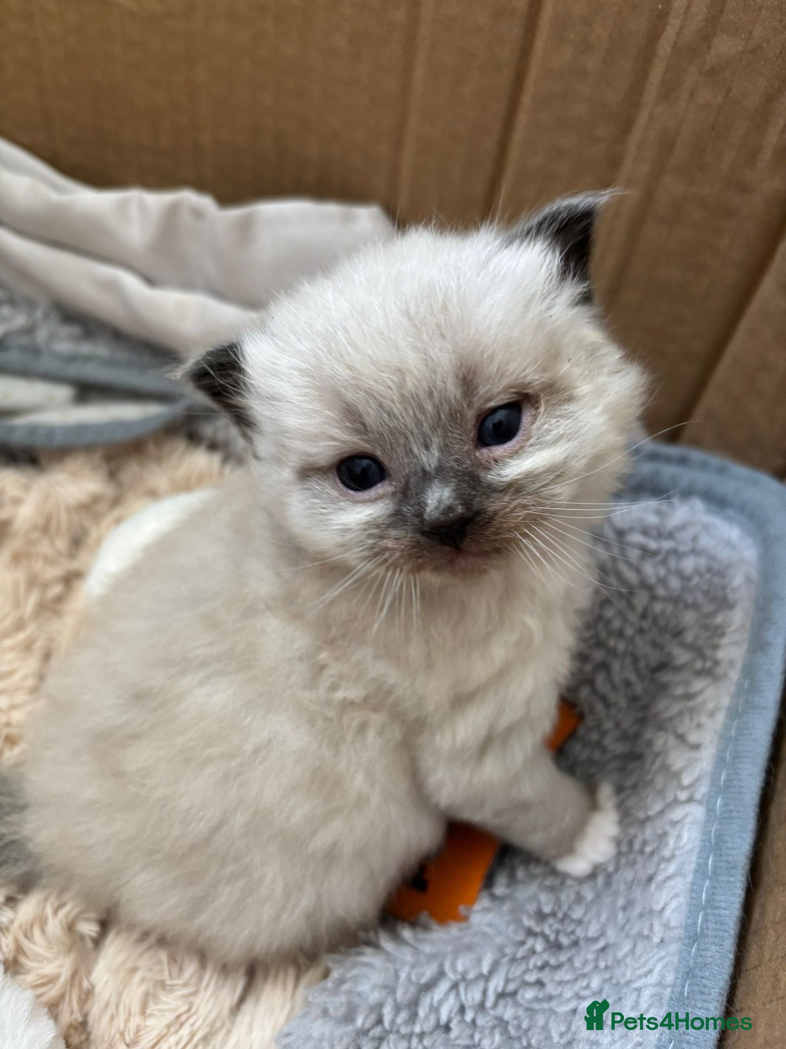 Ragdoll cats Stunning Ragdoll Kittens - Advert 1