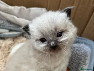 Ragdoll cats Stunning Ragdoll Kittens - Advert 1