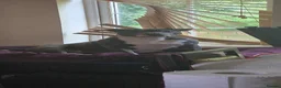 Staffordshire Bull Terrier dogs for sale: BEST OF THE BEST RARE STAFFORDSHIRE BULL TERRIERS - Advert 3
