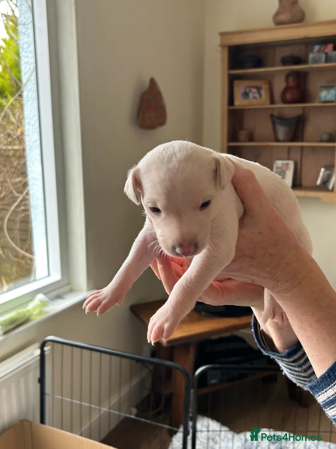 Whippet dogs for sale: Whippet lurcher pups - Advert 2