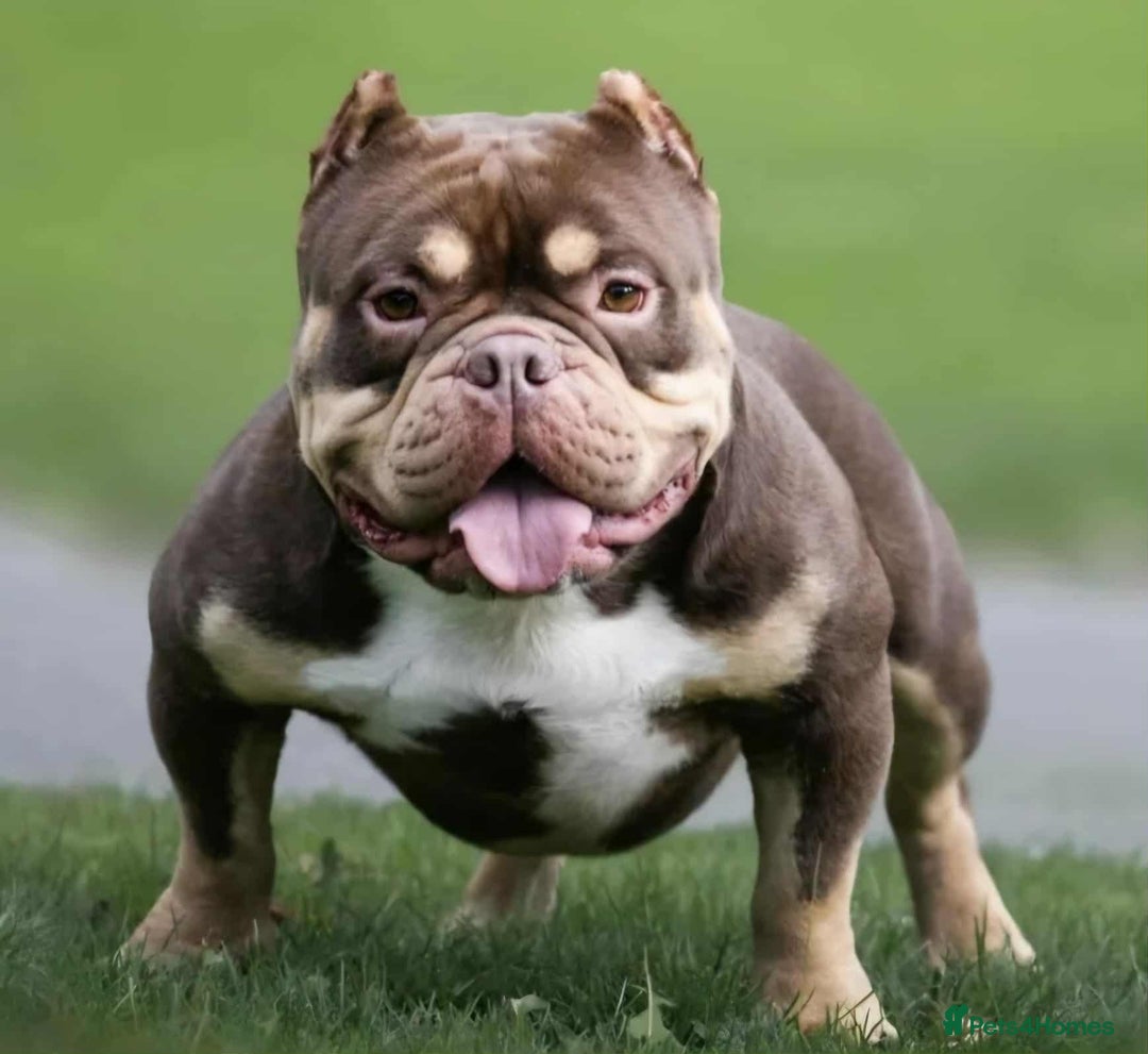 Shorty Bull dogs for sale: Exotic Pocket Bully. - Image 1