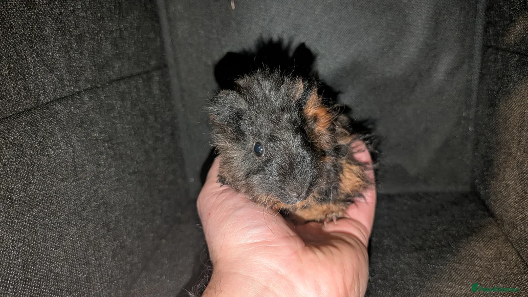 Guinea Pig rodents for sale: 3x Lunkarya Guinea Pigs - Advert 13