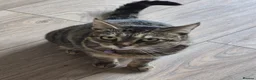 Mixed Breed cats for sale: Tilly - Advert 2