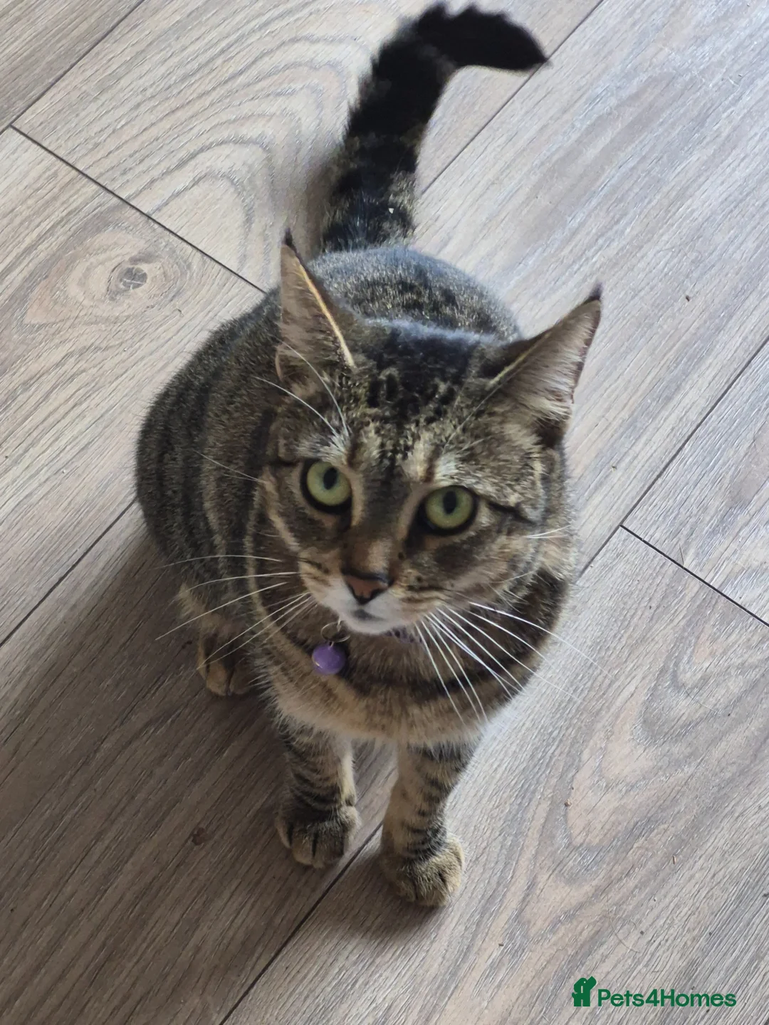 Mixed Breed cats for sale: Tilly - Advert 2