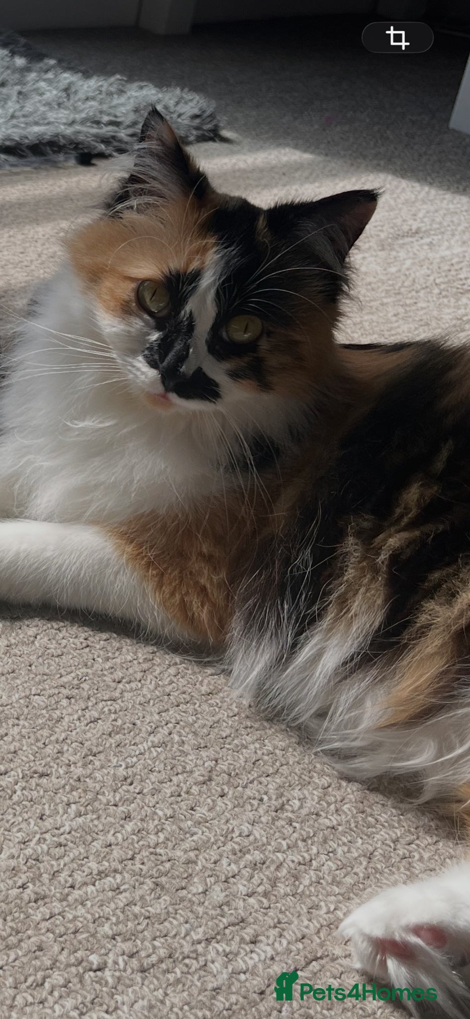 Mixed Breed cats Sweet girl looking for forever home - Advert 3