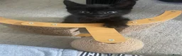 Mixed Breed cats for sale: 🐾 6 LOVELY, FRIENDLY KITTENS – 5 BOYS & 1 GIRL 🐾 - Advert 27