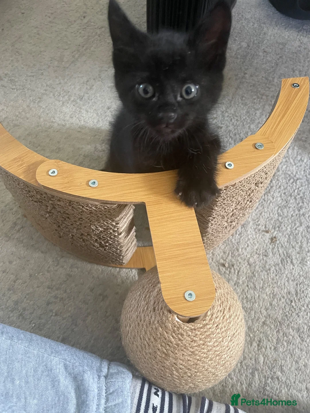 Mixed Breed cats for sale: 🐾 6 LOVELY, FRIENDLY KITTENS – 5 BOYS & 1 GIRL 🐾 - Advert 27