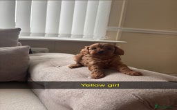 Cavapoo dogs for sale: Cava poo puppies, Ruby Red - Image 2