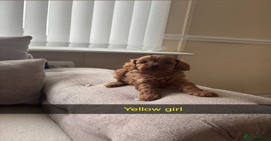 Cavapoo dogs - Advert 6