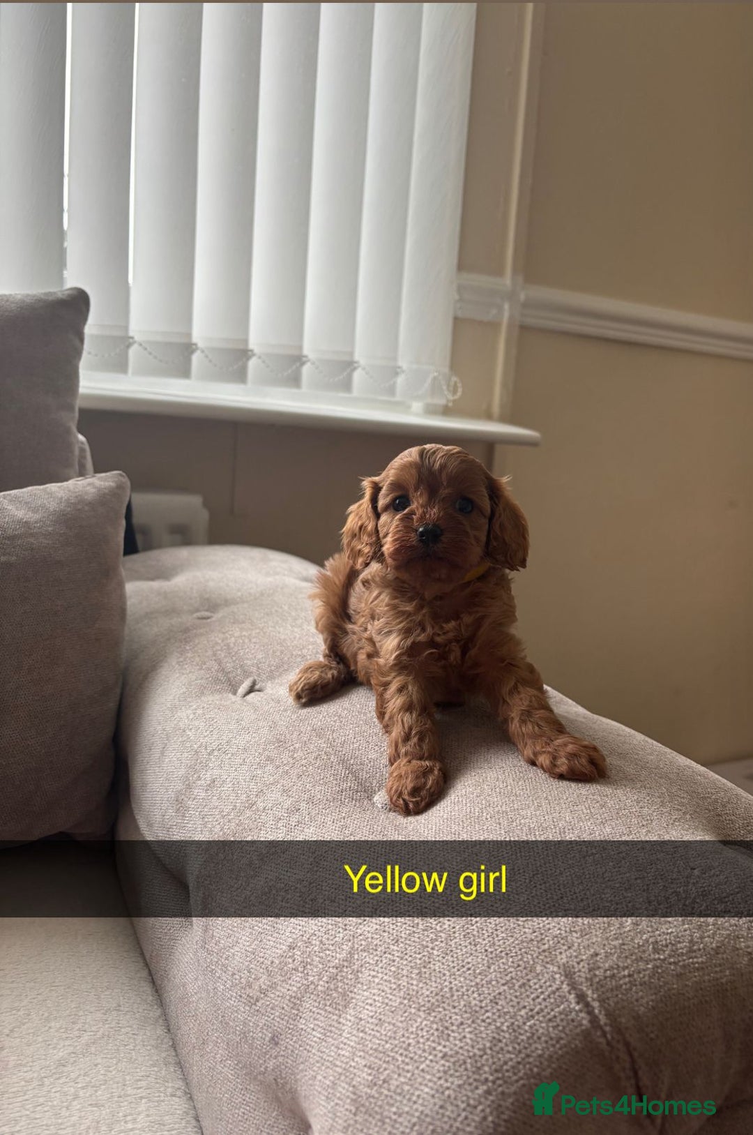 Cavapoo dogs for sale: Cava poo puppies, Ruby Red - Image 2