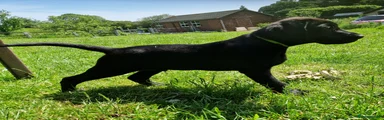 Labrador Retriever Puppy 1