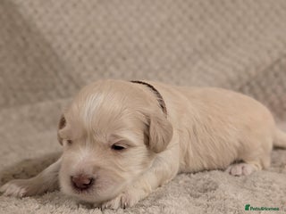 Miniature Schnauzer dogs KC Reg Rare Miniature Schnauzers - Advert 4