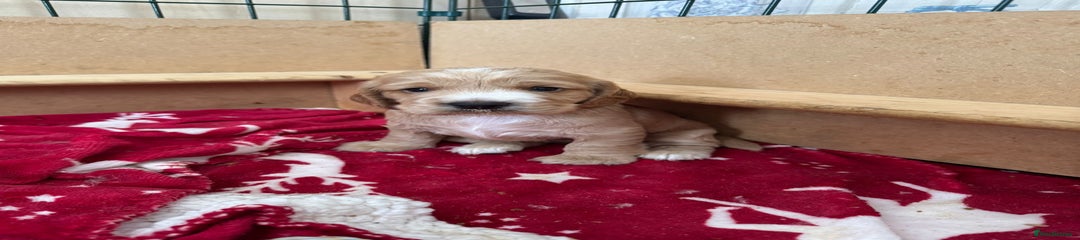 Cocker Spaniel Puppy 5