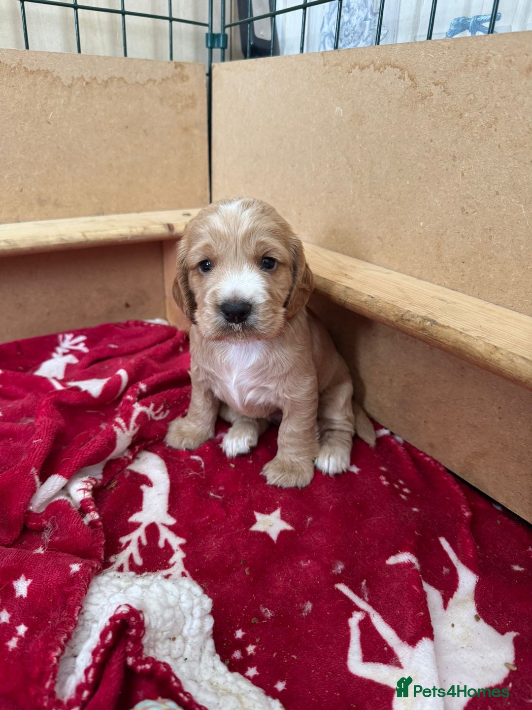 Cocker Spaniel dogs for sale: Beautiful cocker spaniels  - Image 3