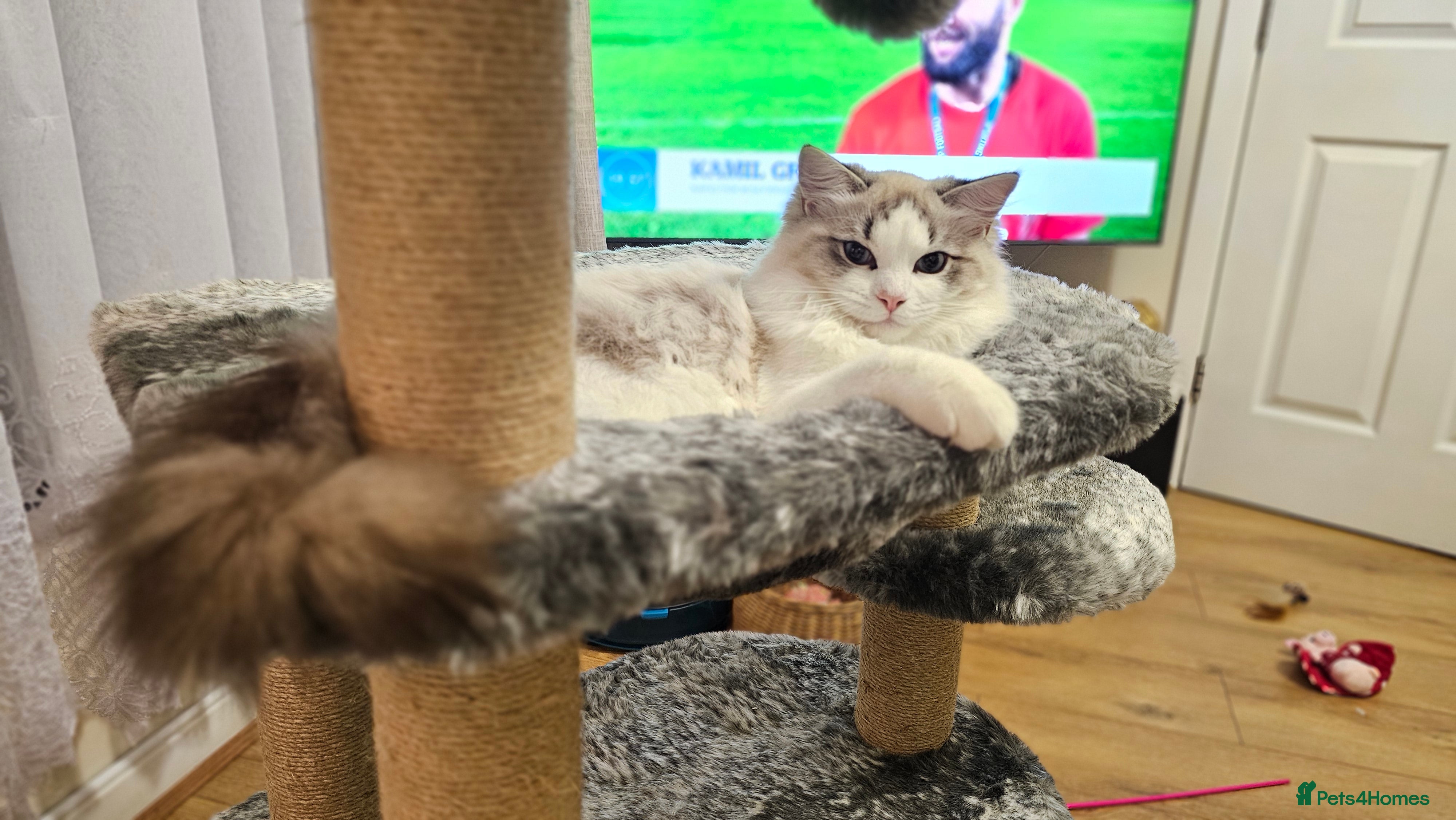 Ragdoll cats for sale: STUNNING GCCF REGISTRED RAGDOLLS - Advert 2