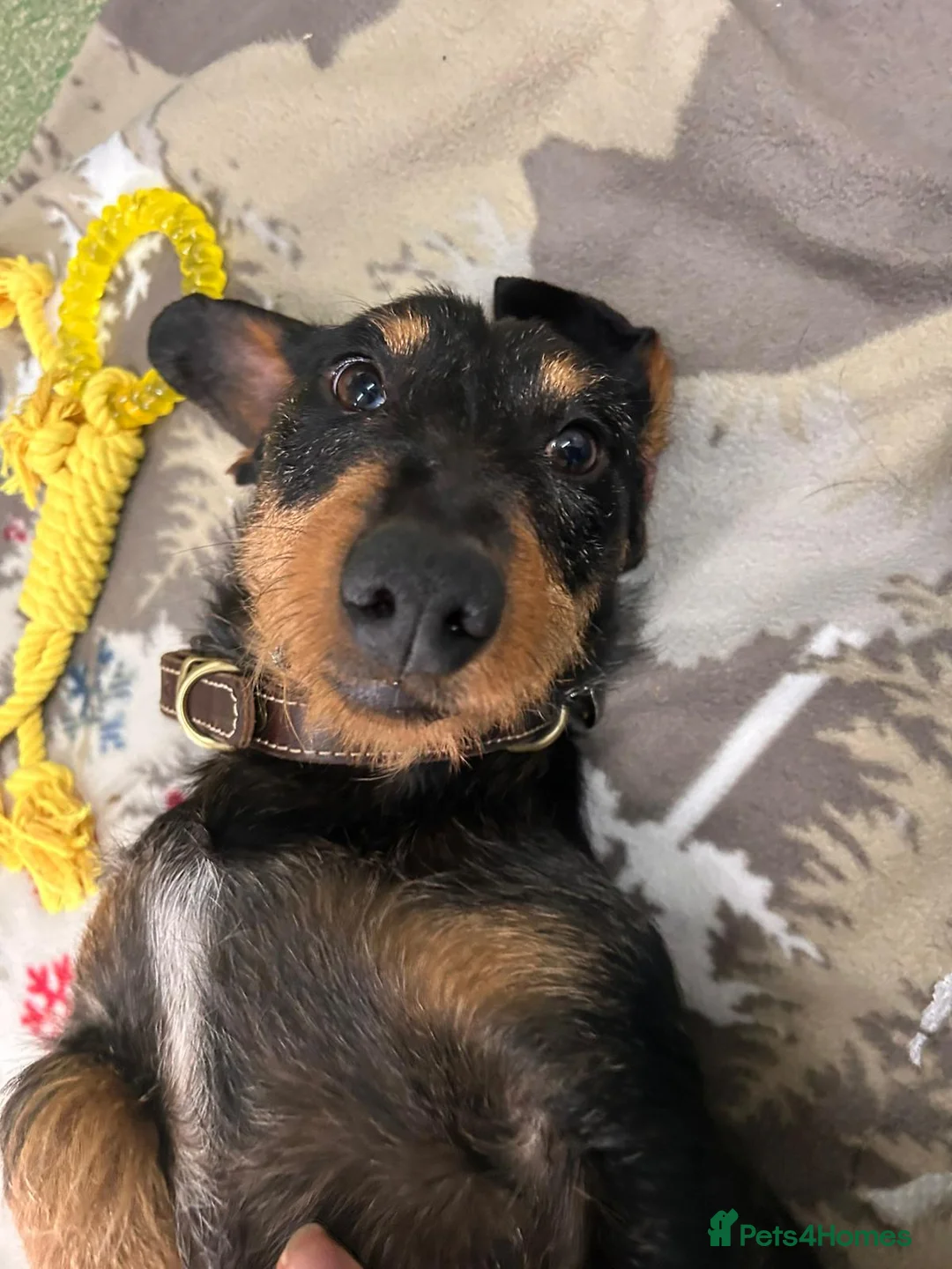 Dachshund dogs for adoption: Stitch - Advert 2