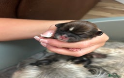 Shih Tzu dogs for sale: Shihtzu puppies - Image 2