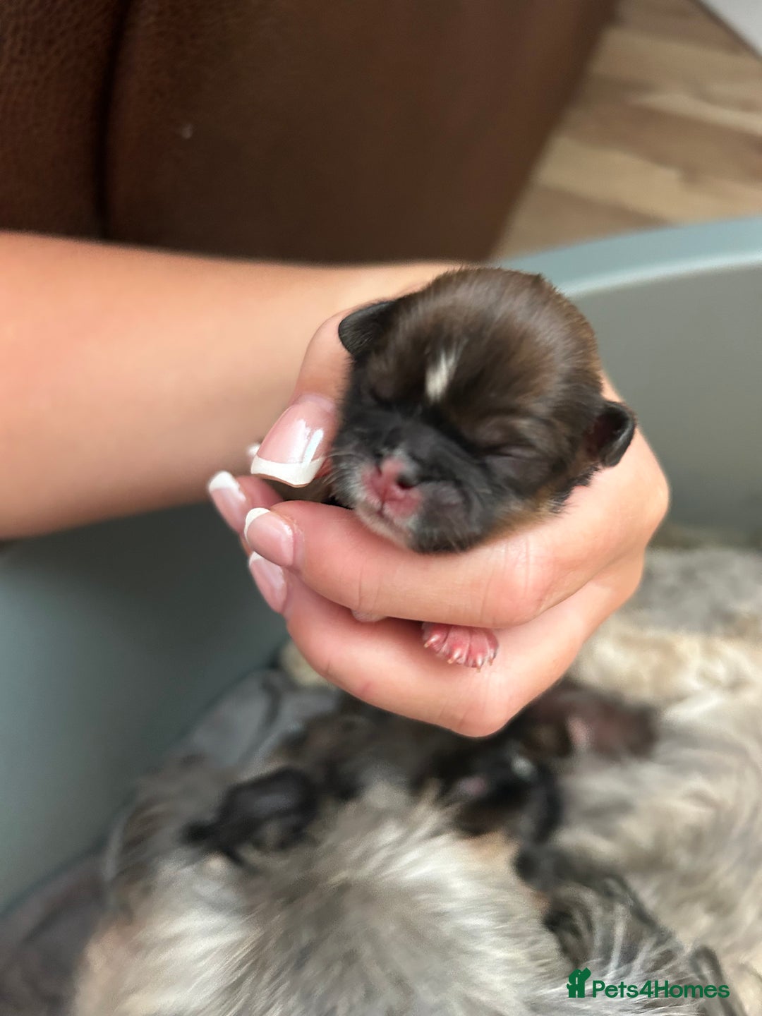 Shih Tzu dogs for sale: Shihtzu puppies - Image 2