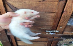 Ferret rodents for sale: Albino ferrets  - Image 1