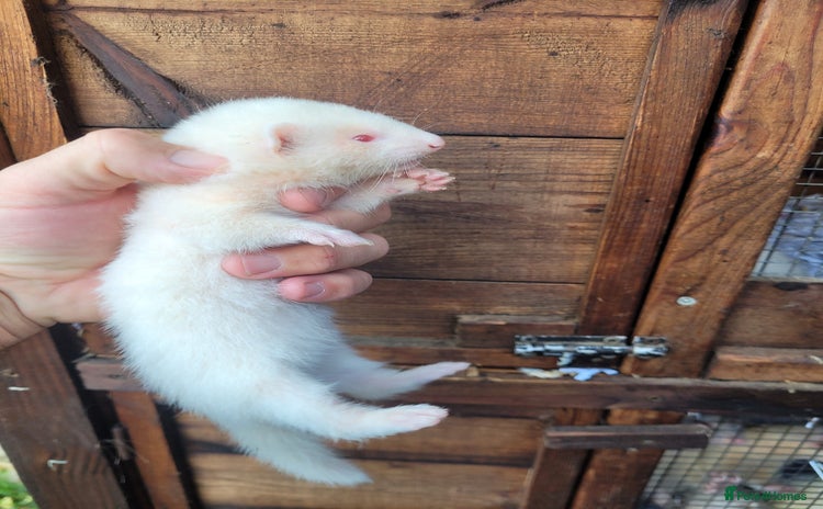 Ferret rodents - Advert 2