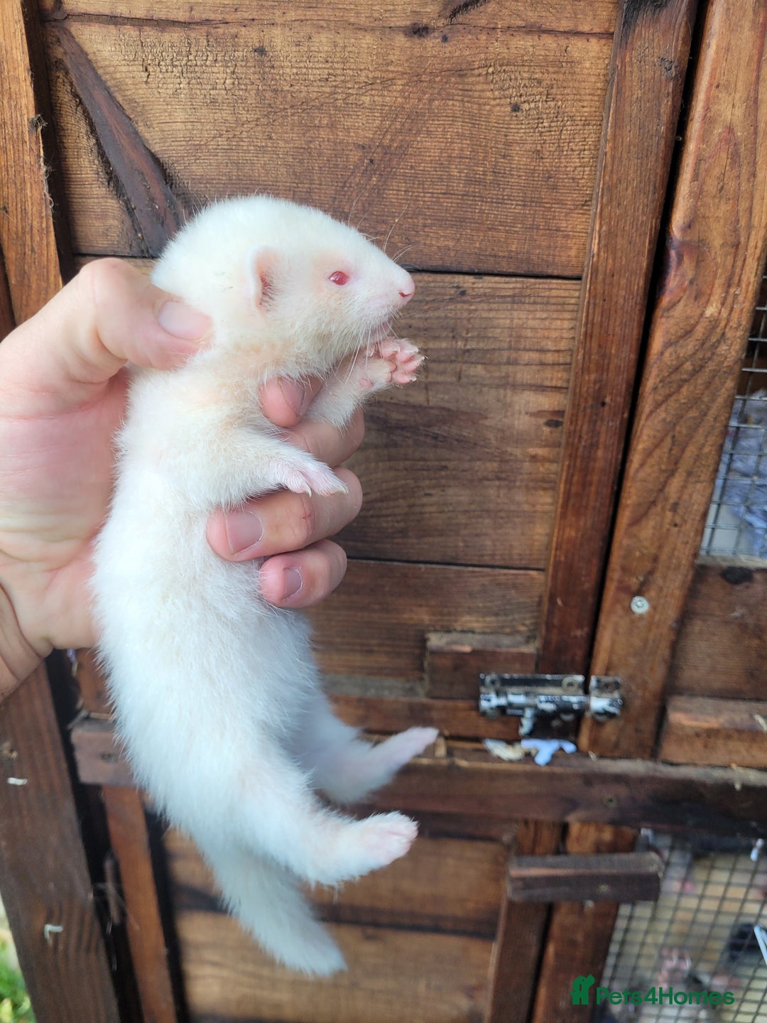 Ferret rodents for sale: Albino ferrets  - Image 1