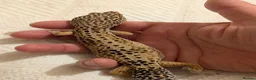 Leopard Gecko reptiles for sale: Leopard Gecko and Vivarium in Ashtead - Advert 4