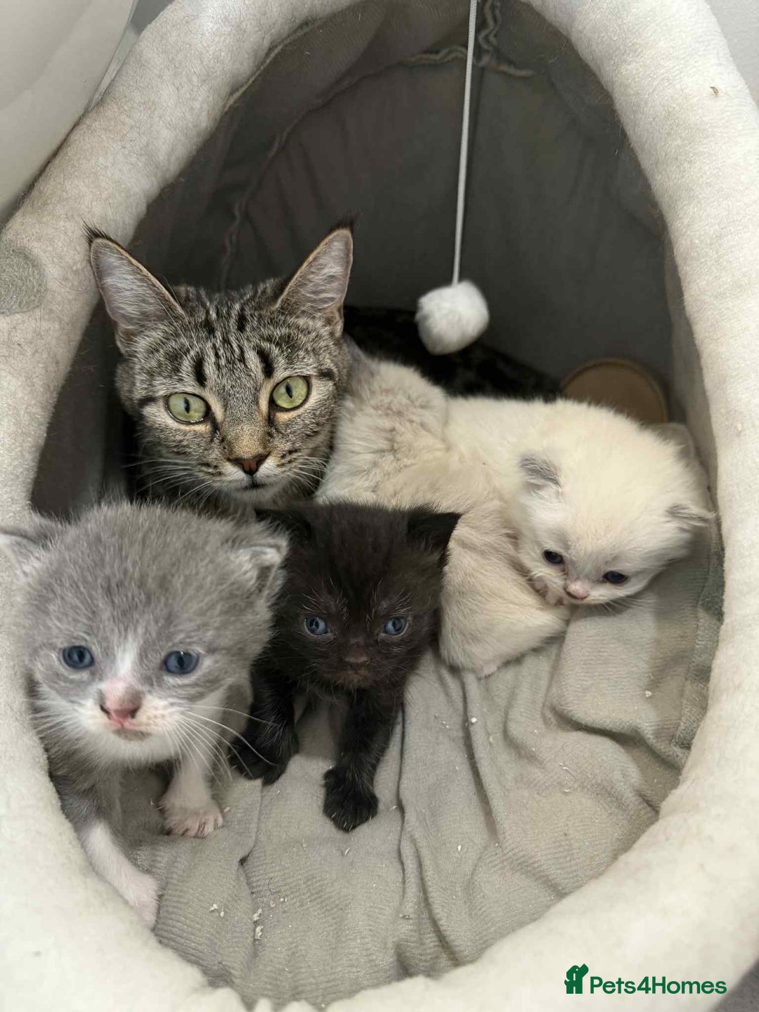 Mixed Breed cats for sale: 4 delightful Exotic X kittens  - Image 2