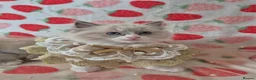 Ragdoll cats for sale: ✨ Stunning Ragdoll Kittens-Blue/Bi-Colour ✨ - Advert 12