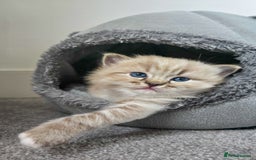 Ragdoll cats for sale: Beautiful kittens looking for their forever home - Image 2