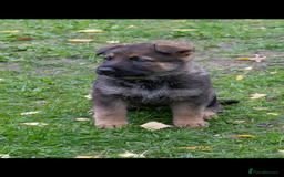 German Shepherd dogs for sale: German Shepherd puppy family guard dogs - Image 11