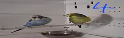 Budgerigars birds for sale: Budgies breeding pairs  - Advert 7