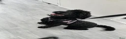 Labradoodle dogs for sale: Labradoodle F1b - Advert 2