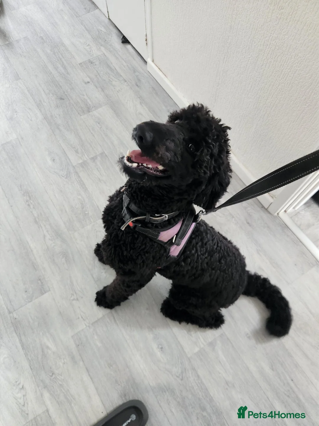 Labradoodle dogs for sale: Labradoodle F1b - Advert 2