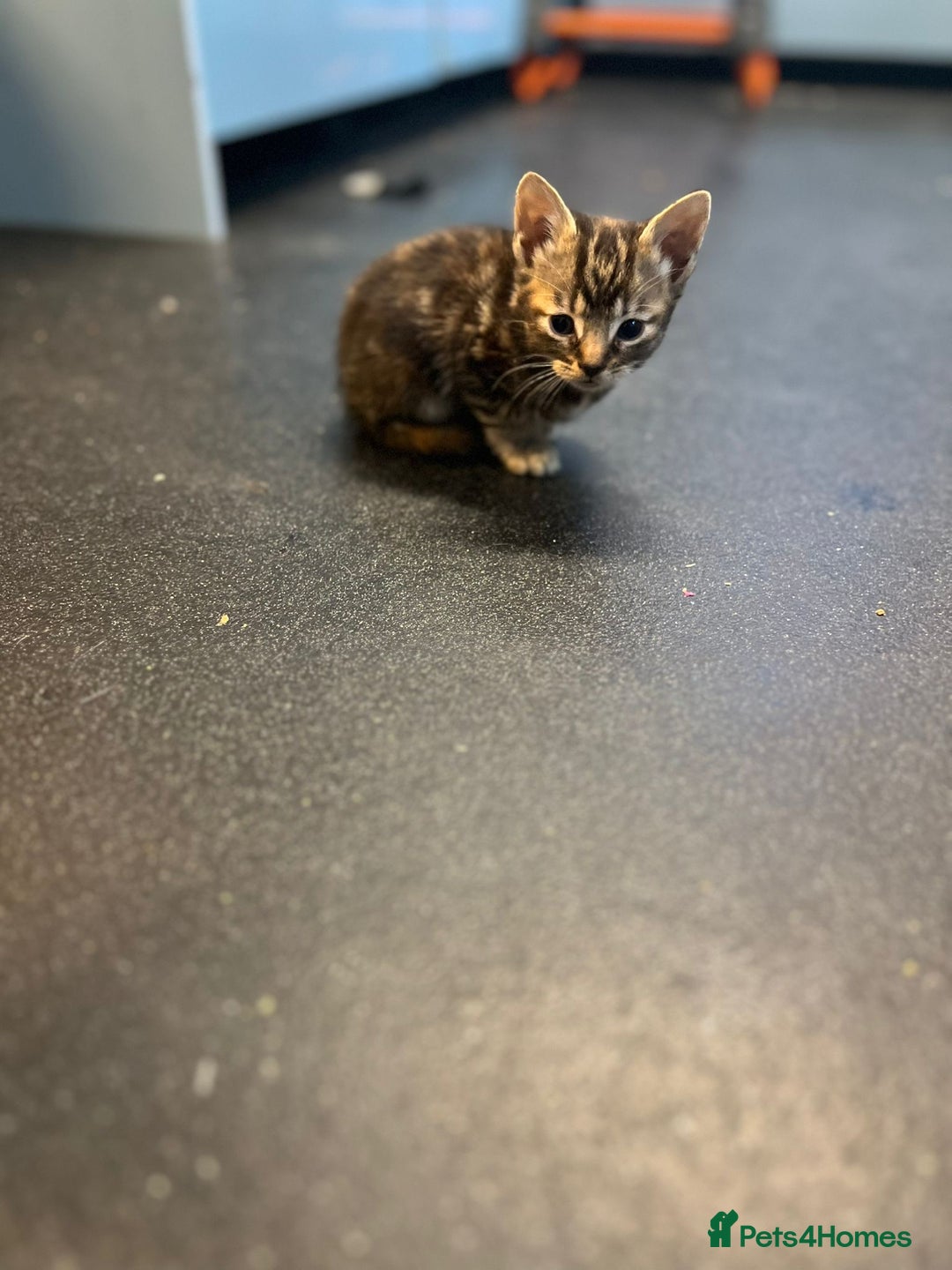 Mixed Breed cats for sale: 7 Beautiful tabby x British Short Hair ready - Image 10