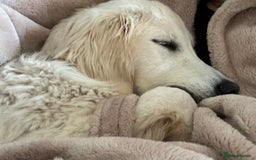 Golden Retriever dogs for sale: 1 year old advanced trained golden retriever  - Image 7