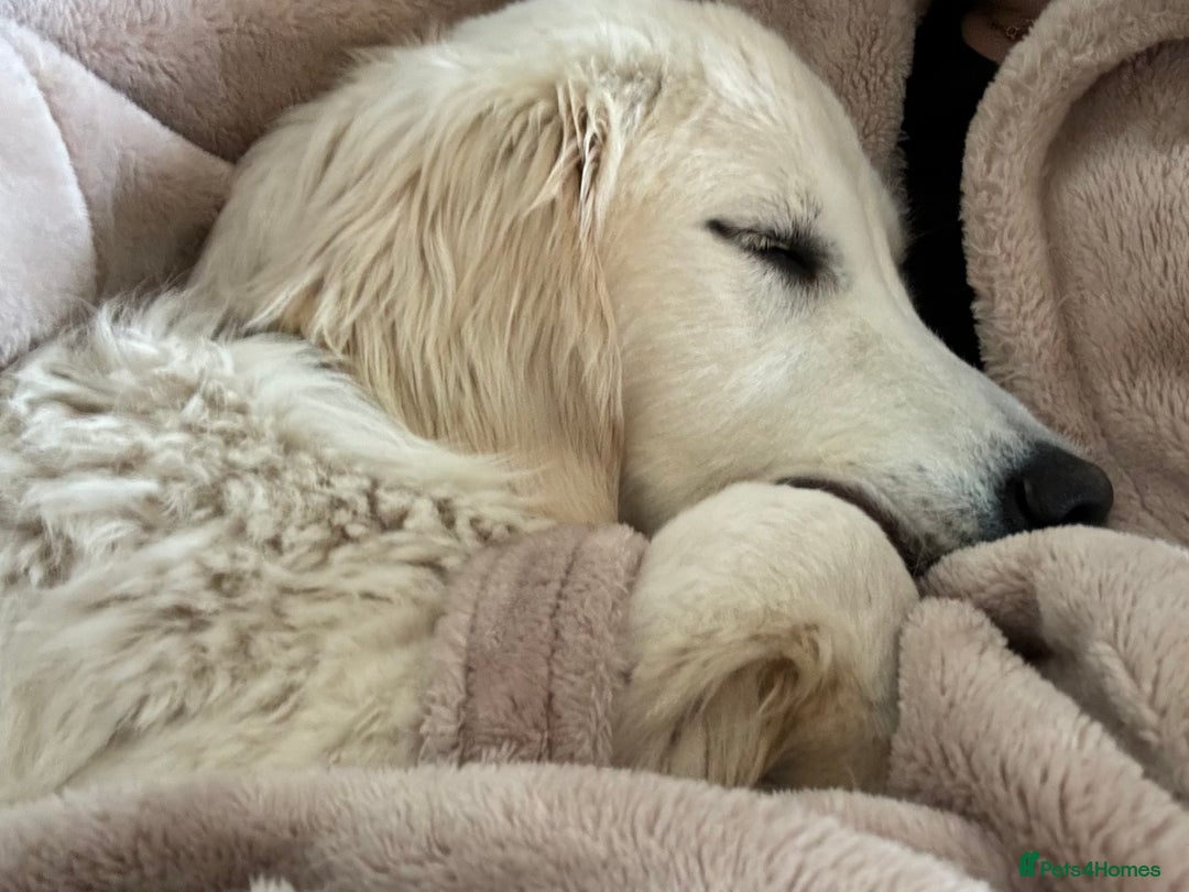 Golden Retriever dogs for sale: 1 year old advanced trained golden retriever  - Image 7
