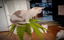 Selkirk Rex cats for sale: Gorgeous Selkirk Rex kittens - Image 23