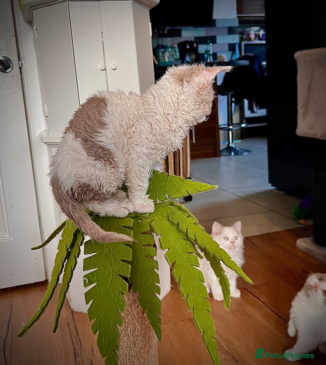 Selkirk Rex cats for sale: Gorgeous Selkirk Rex kittens - Image 23