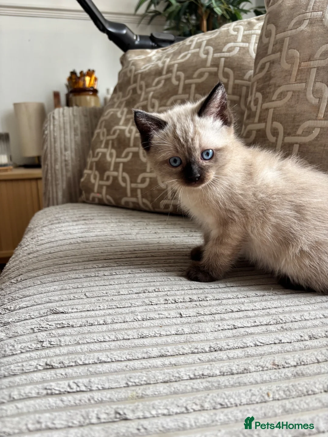 Ragdoll cats for sale: Ragdoll x mink tonkinese kittens  - Advert 2