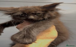 Maine Coon cats for sale: XL maine coon kittens Russia bloodlines Ready Now in Spalding - Image 11