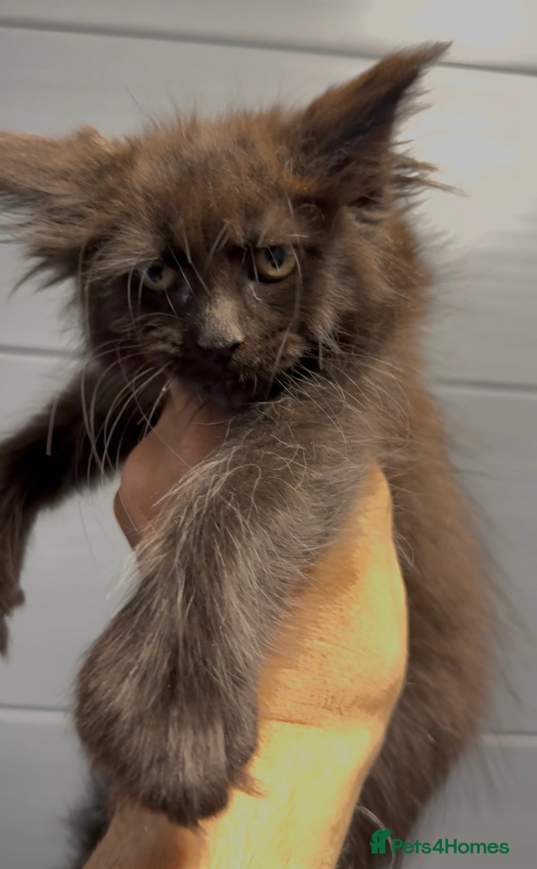 Maine Coon cats for sale: XL maine coon kittens Russia bloodlines Ready Now in Spalding - Image 11