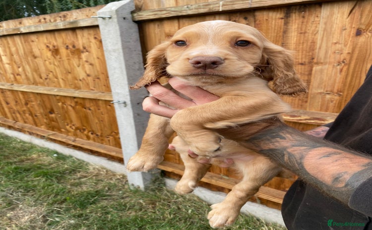 Cocker Spaniel dogs - Advert 5