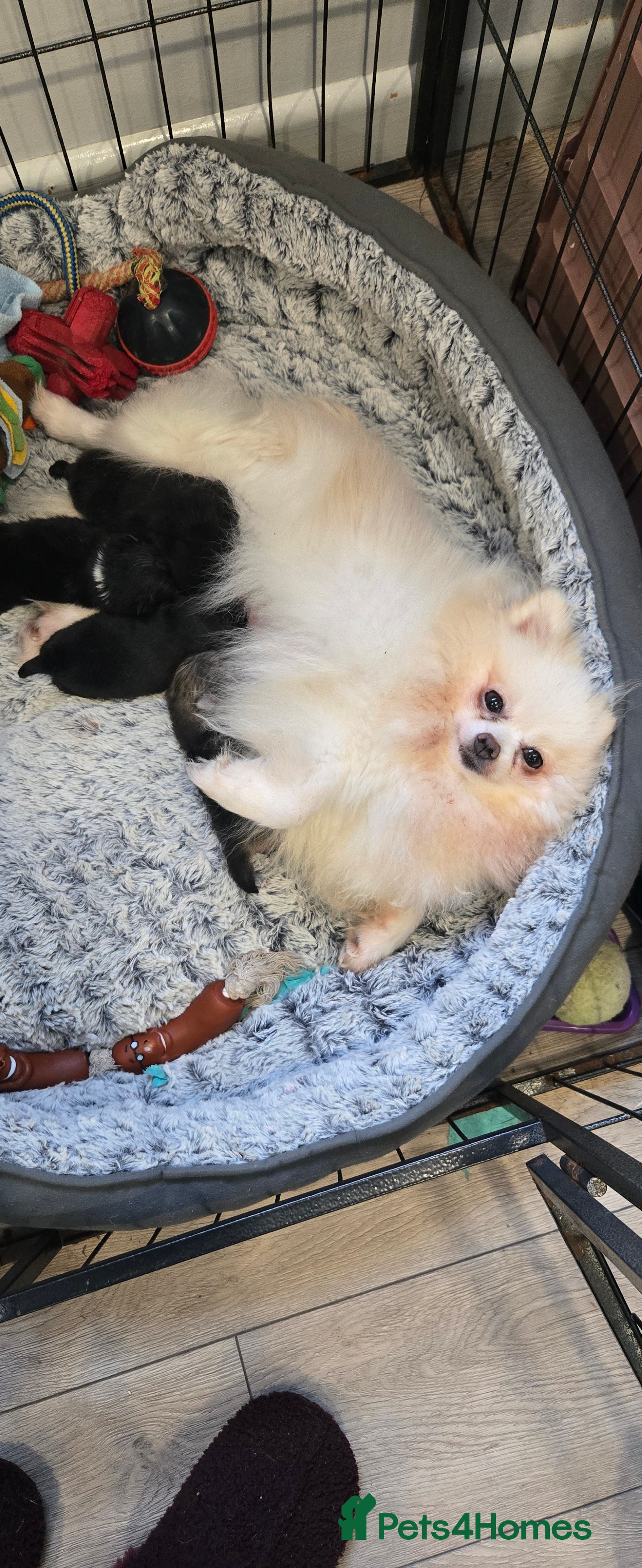 Pomeranian dogs Pretty Pomeranians  - Advert 1