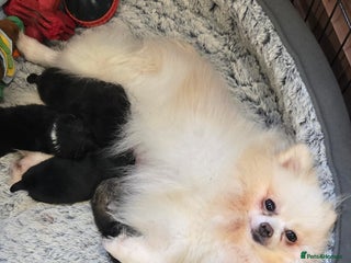 Pomeranian dogs Pretty Pomeranians - Advert 1