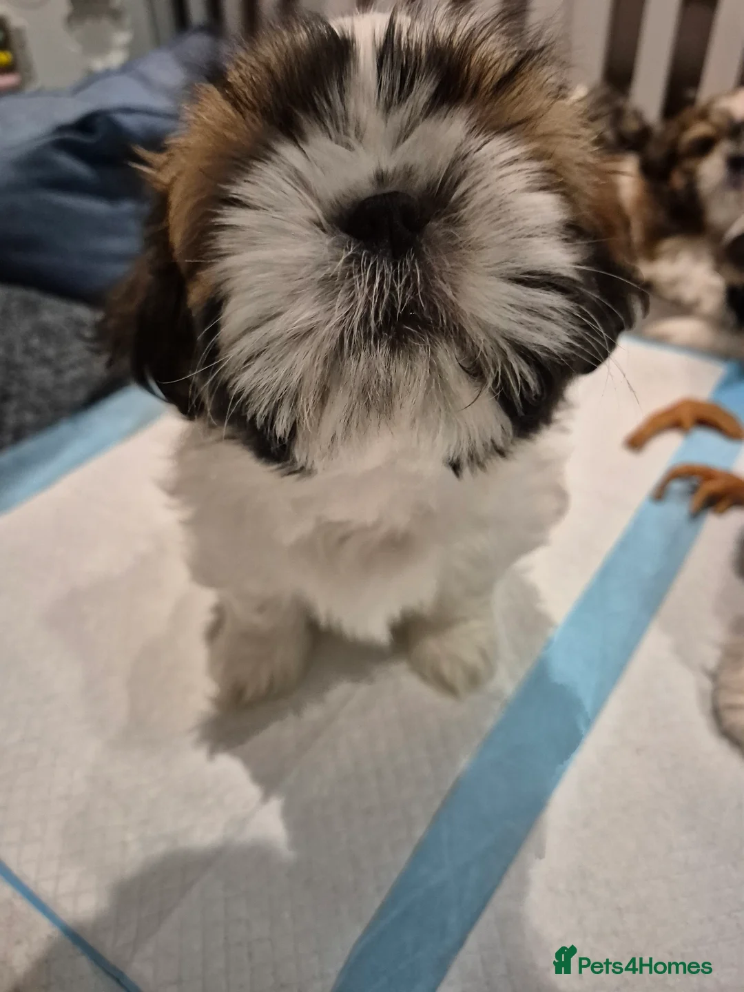 Shih Tzu dogs for sale: KC Registered Shih Tzu Puppies - Home Raised - Advert 2