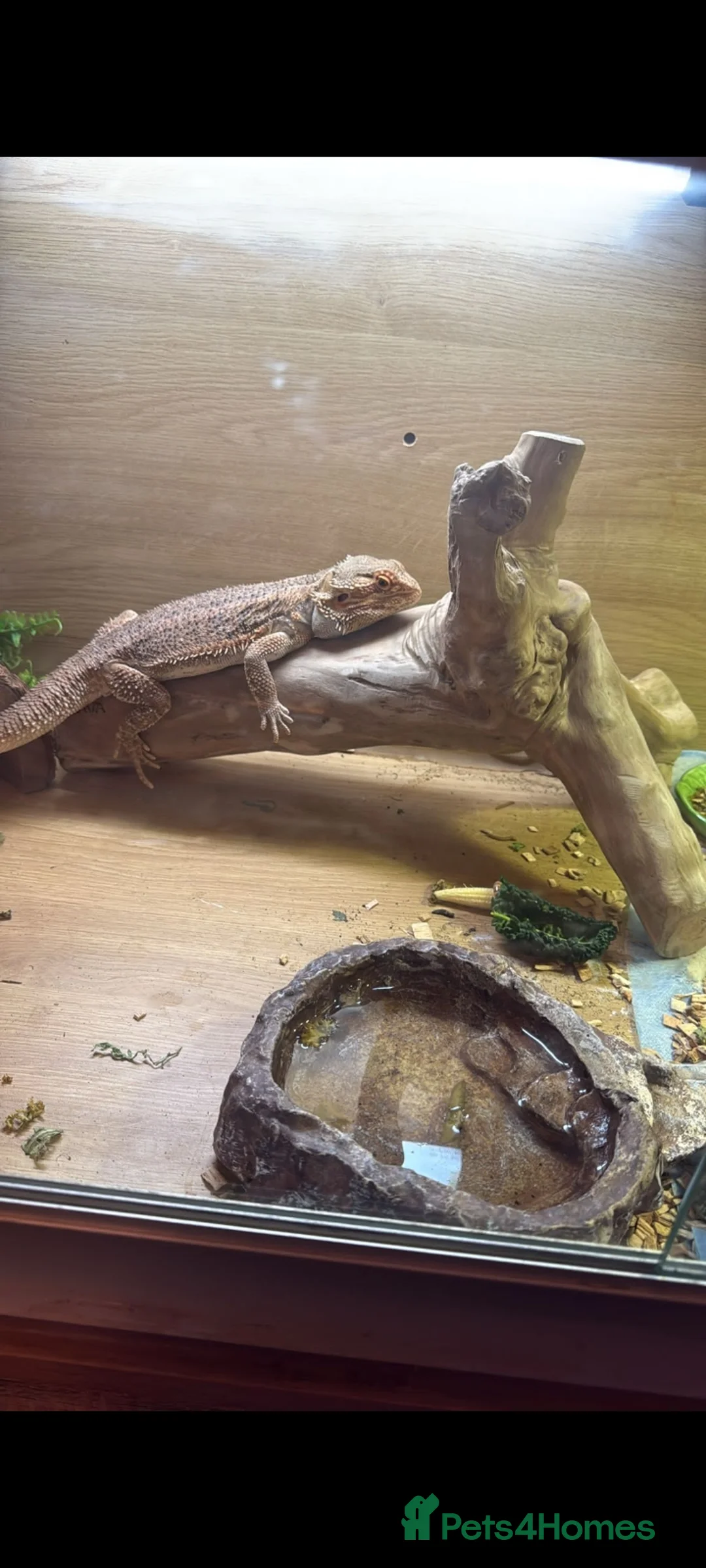 Bearded Dragon reptiles for sale: Bearded Dragon with full 4ft vivarium set up in Chesterfield - Advert 1