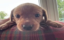 Labrador Retriever dogs for sale: Excellent Labrador puppies for sale - Image 11